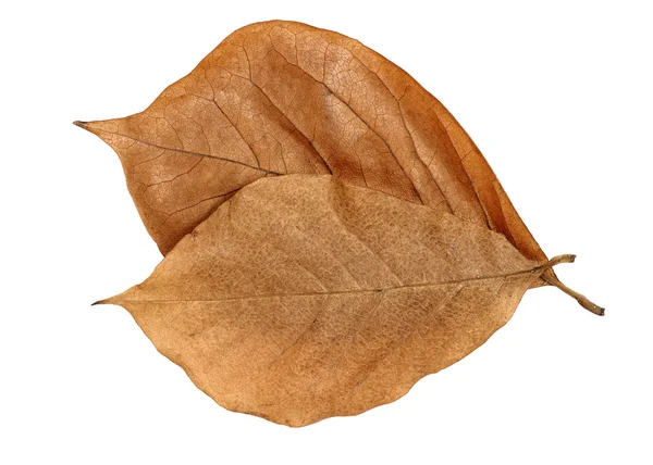 Brown Magnolia leaves — Stock Photo, Image