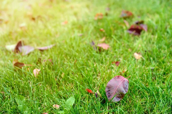 Herbst Rasen Hintergrund — Stockfoto