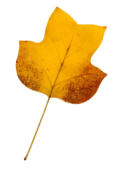 Folha de álamo amarelo — Fotografia de Stock