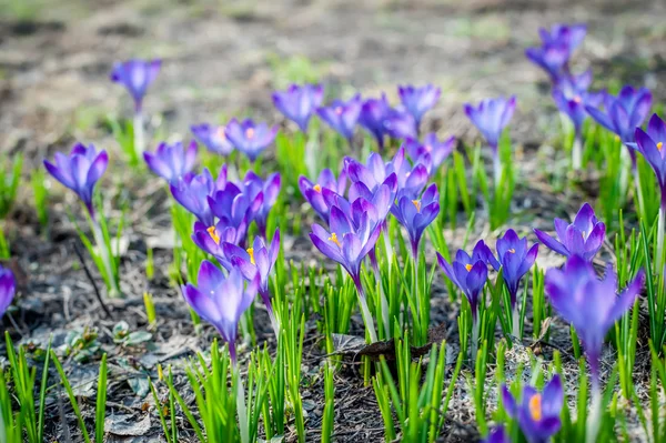 Gyönyörű lila krókuszok a Park egy — Stock Fotó