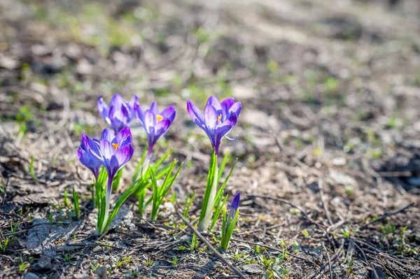 Gyönyörű lila krókuszok a Park egy — Stock Fotó