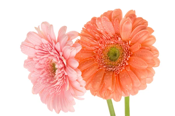 Bunch of gerberas — Stock Photo, Image