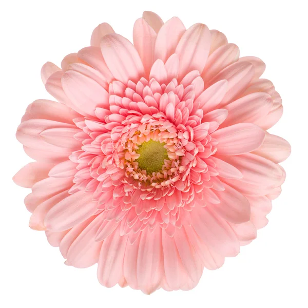 Różowy gerbera na białym tle — Zdjęcie stockowe