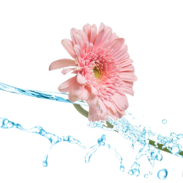 Pink gerbera splash — Stock Photo, Image