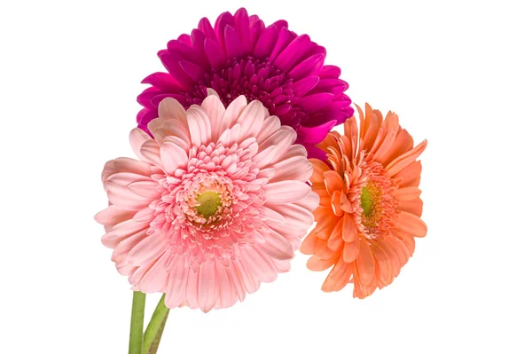 ก้อนของ Gerberas — ภาพถ่ายสต็อก