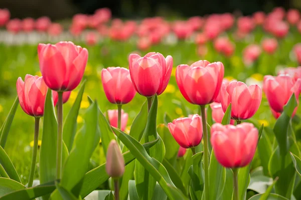 Lit de fleurs tulipes roses — Photo