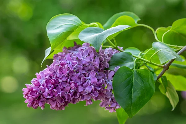 紫色のライラックの花 — ストック写真