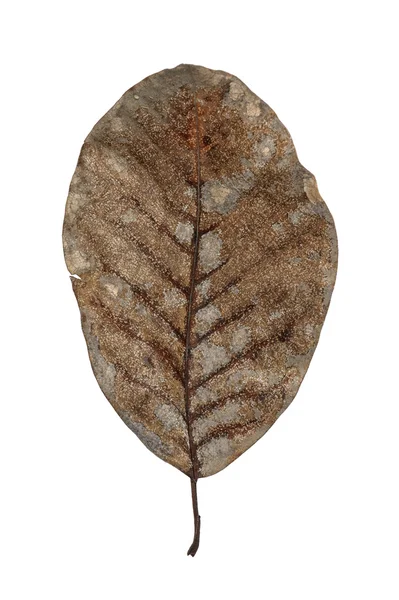 Grungy Magnolia leaf — Stock Photo, Image
