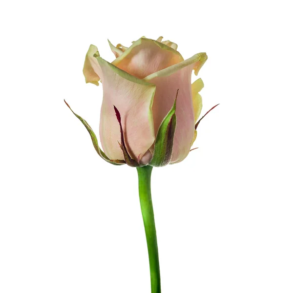 Pink rose isolated — Stock Photo, Image
