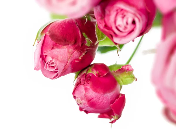 Rosor rosa bukett — Stockfoto
