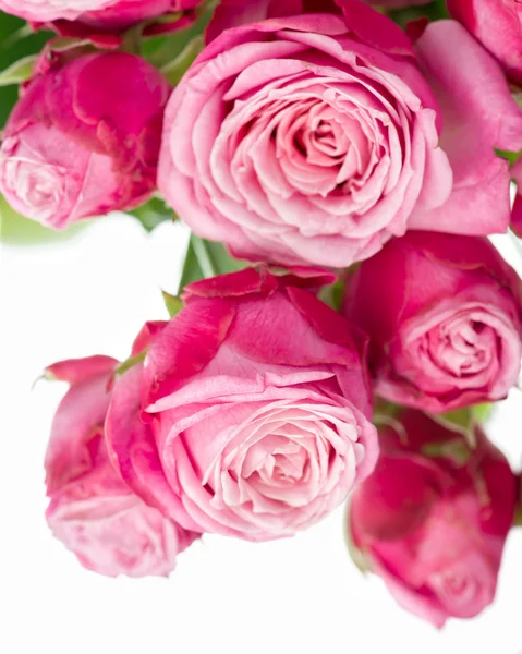 Pink roses bouquet Stock Image