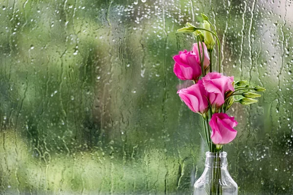 Eustomas in rain — Stock Photo, Image