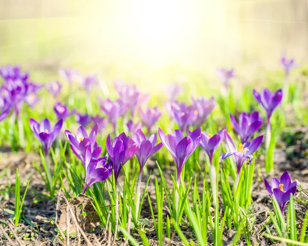 Beautiful violet crocuses — Stock Photo, Image