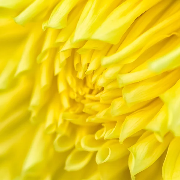 Chrysanthème fleur close-up — Photo