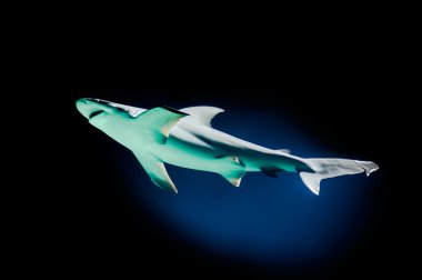 köpekbalığı sualtı arka plan