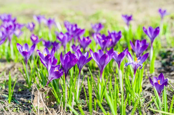 Beautiful violet crocuses — Stock Photo, Image