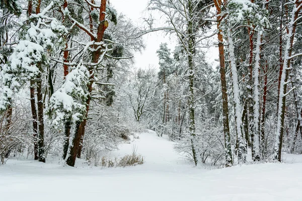 Winter forest background — Stock Photo, Image
