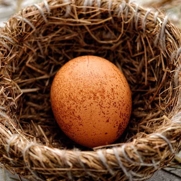 Egg in nest — Stock Photo, Image