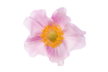 Rubus odoratus çiçek