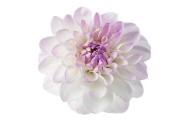 Beyaz dahlia izole
