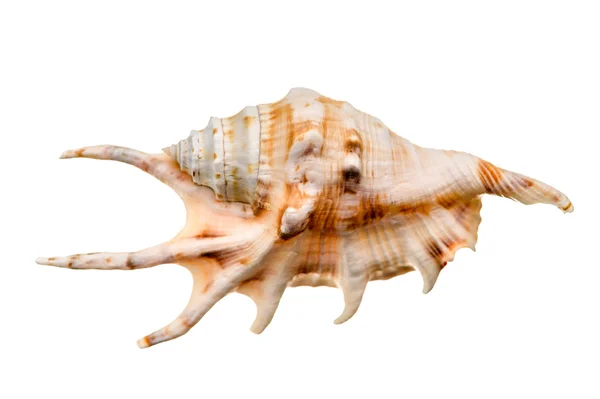 Mořské mušle, samostatný — Stock fotografie