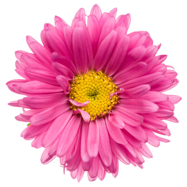 Pink aster isolated