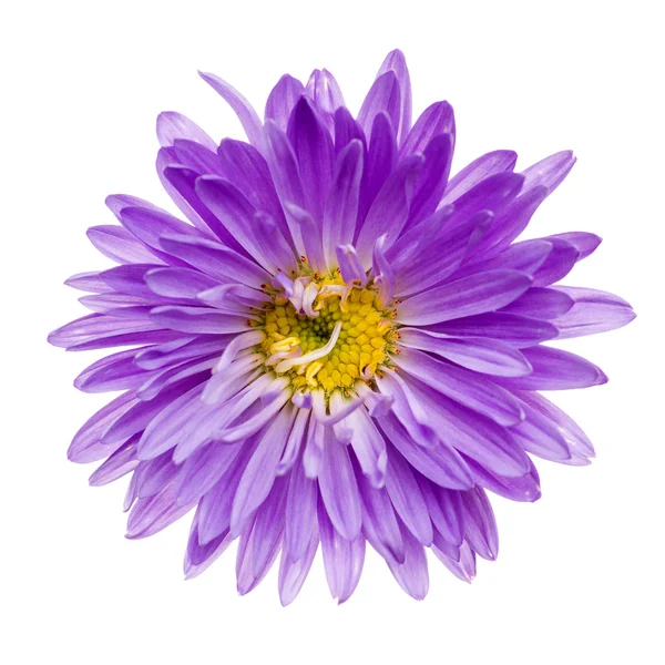 紫罗兰色 aster 孤立 — 图库照片