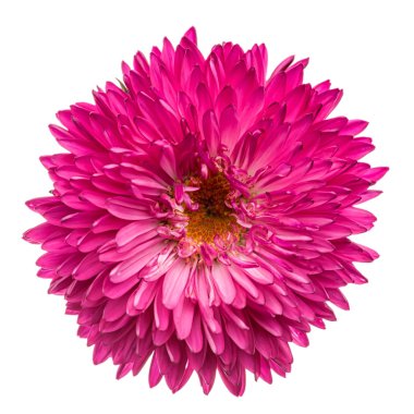 pembe krizantem izole