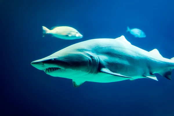 상어 수 중 배경 — 스톡 사진
