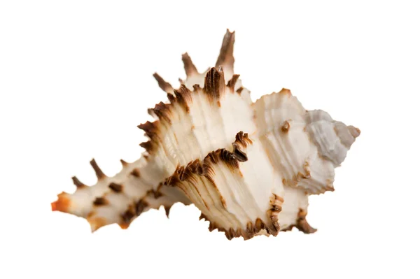 Sea shell isolated — Stock Photo, Image