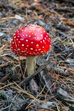 Amanita Zehirli mantar