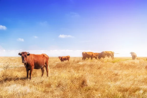 Vacas en el prado — Foto de Stock