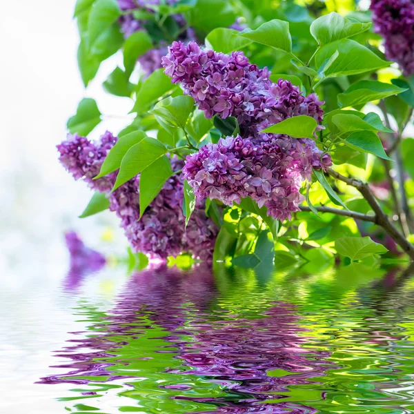 紫色のライラックの花 — ストック写真