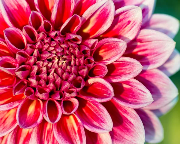 Flor de crisantemo primer plano —  Fotos de Stock