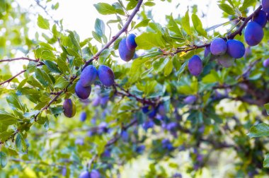 erik ağacı arka plan