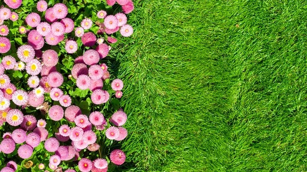 Marguerites et pelouse — Photo