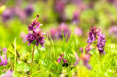 Corydalis solida (fumewort)