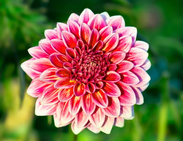 Chrysanthemum flower close-up — Stock Photo, Image