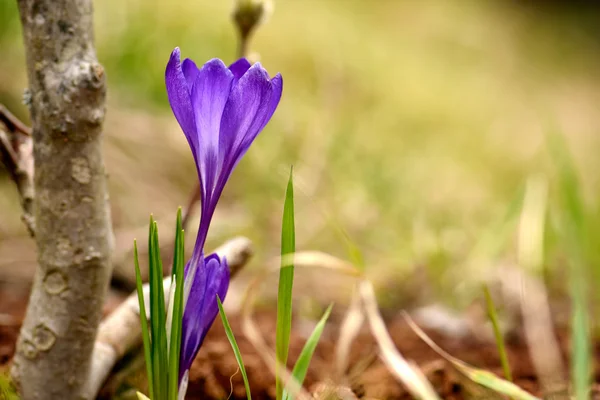 Gyönyörű lila crocus — Stock Fotó