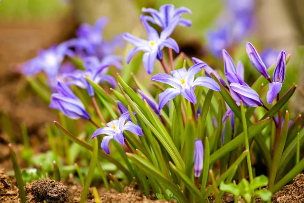 Glory-of-the-Snow (chionodoxa luciliae). — Stock Fotó