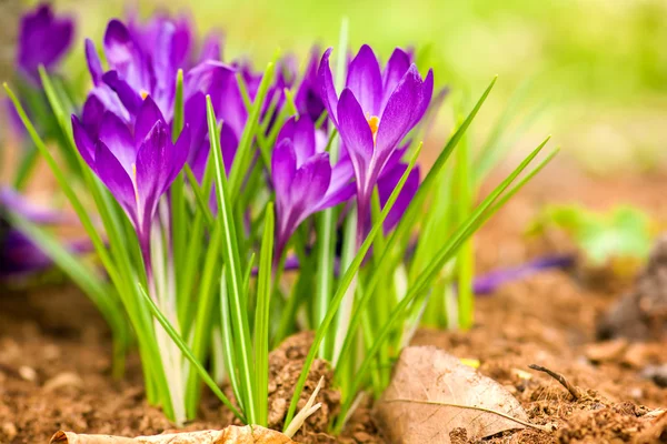 güzel Menekşe çiğdemler