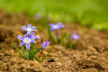 Glory-of-the-Snow (chionodoxa luciliae).