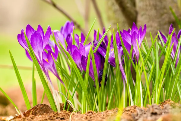 Beautiful violet crocuses — Stock Photo, Image