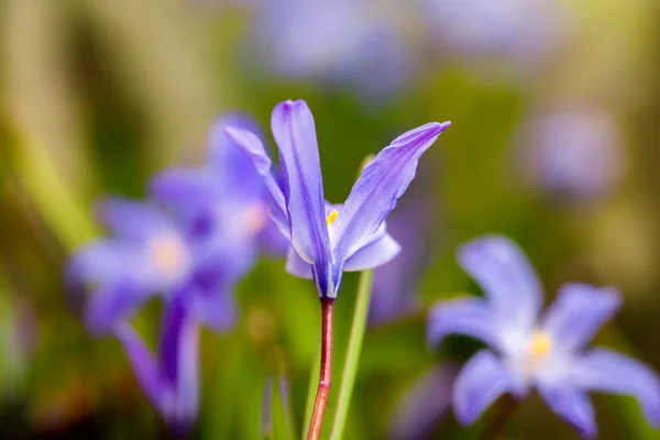 Слава снега (chionodoxa luciliae ). — стоковое фото