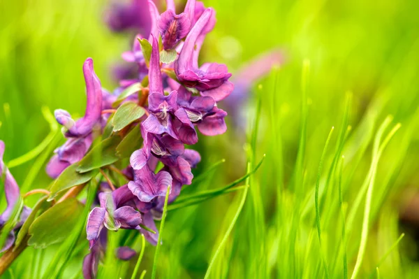 Corydalis solida (fumewort) ) — Foto Stock