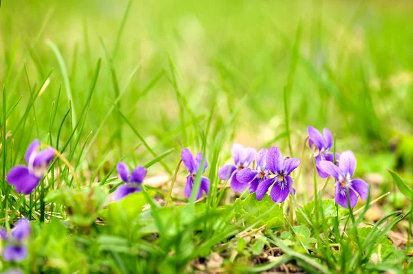 Viola odorata yakın çekim — Stok fotoğraf