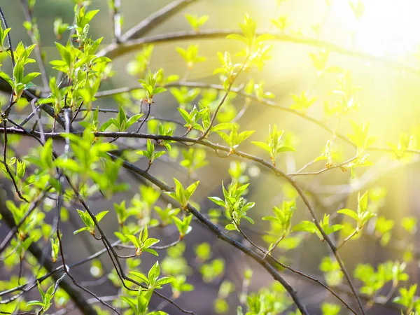 Boccioli d'albero primo piano — Foto Stock