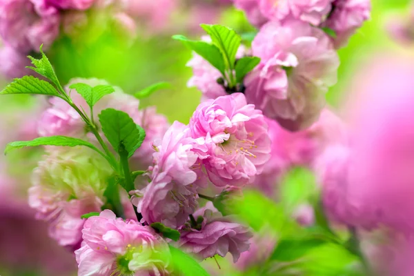 Flor de cerezo oriental — Foto de Stock