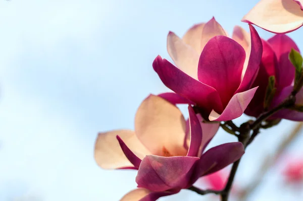 Цветущие цветы магнолии — стоковое фото