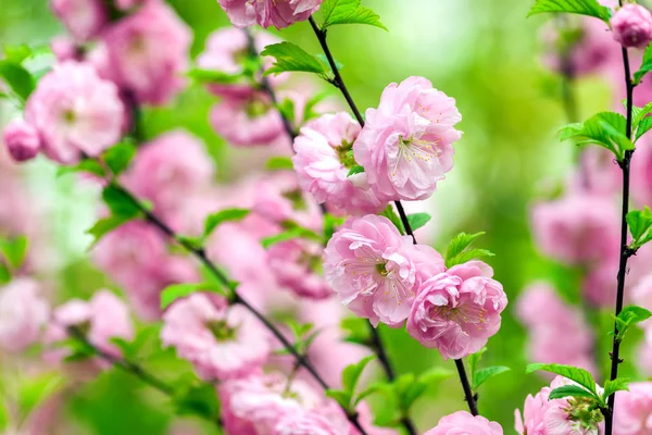 Flor de cerezo oriental — Foto de Stock